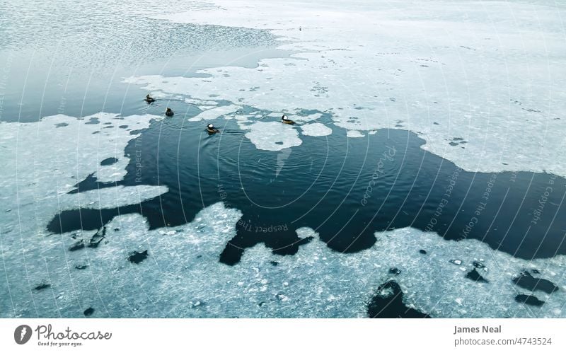 Snowing out with wood ducks on the pond flock snowstorm nature water frost beauty lake feather wild swimming bird temperature black environment horizontal ice