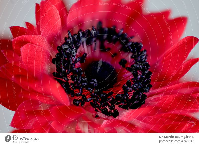 Flower of Anenone coronaria, red; wild form from Israel with red petals, stamens, and pistil. anemone Red Blossom Blossoming Garden anemone cut flower