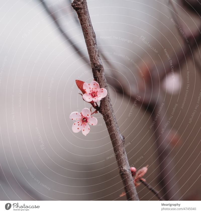 Pink flowers in bloom during spring spring fever pink flowers square springtime spring day spring colours spring feeling spring awakening blooming