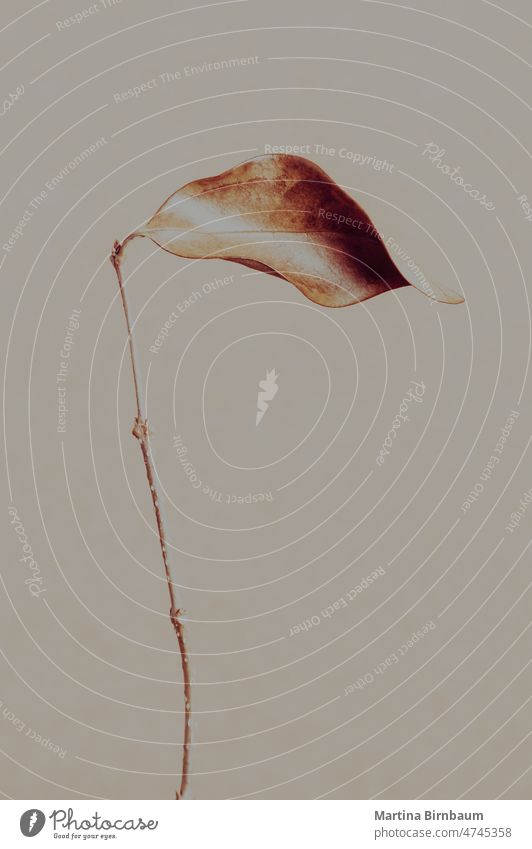 Simple brown dead leaf on a plain background simple tenderness elegance single pastel art minimalism stem wilted flower one macro petal copy space isolated