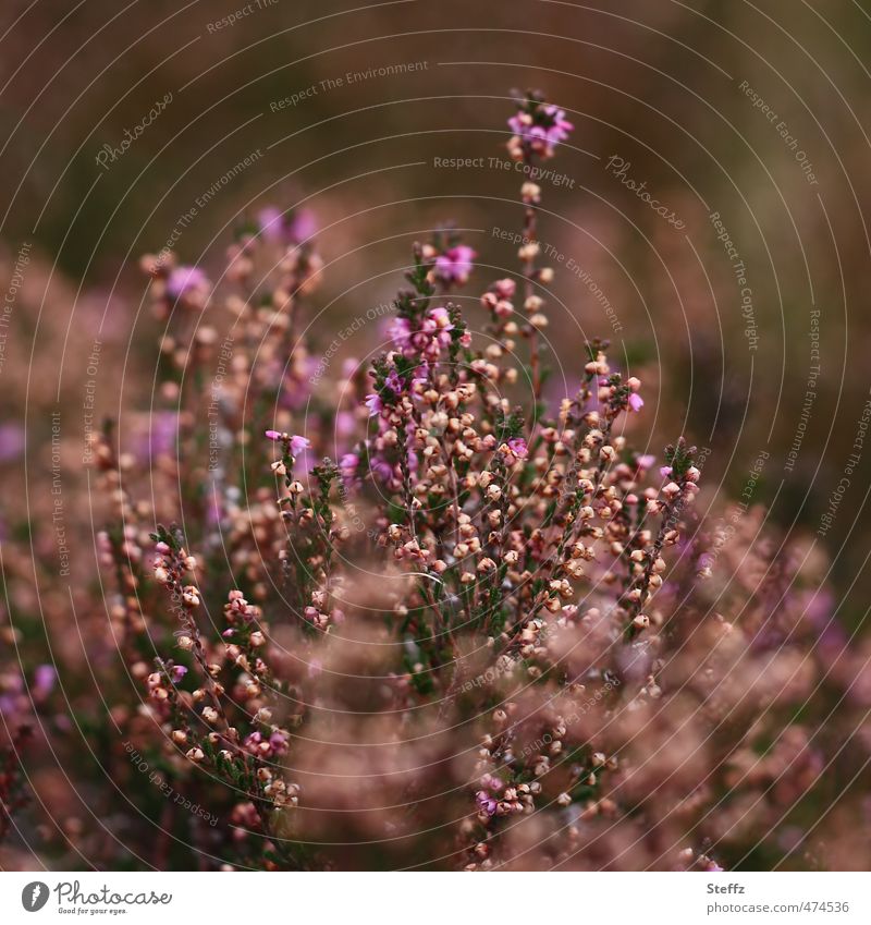 romantic heath Nordic wild plants Nordic plants native wild plant Domestic Heather Romanticism Poetic Nordic romanticism Picturesque magical Old fashioned