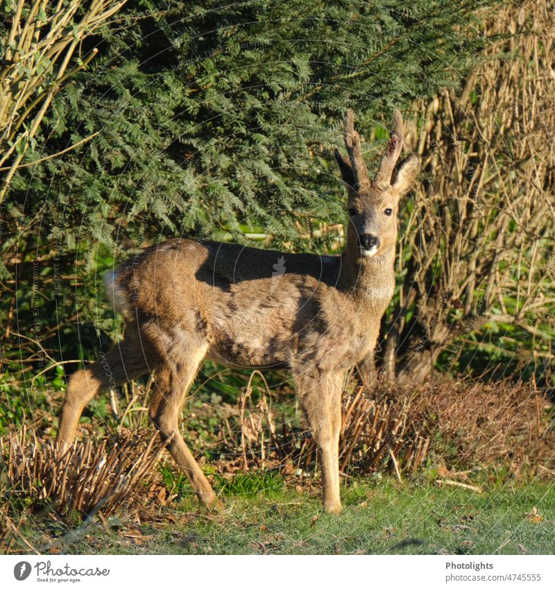 Roebuck in the morning sun I reindeer buck eyes antlers Brown White Green Black Roe deer roe deer Mirror Blanket Animal Nature Wild animal Exterior shot Mammal