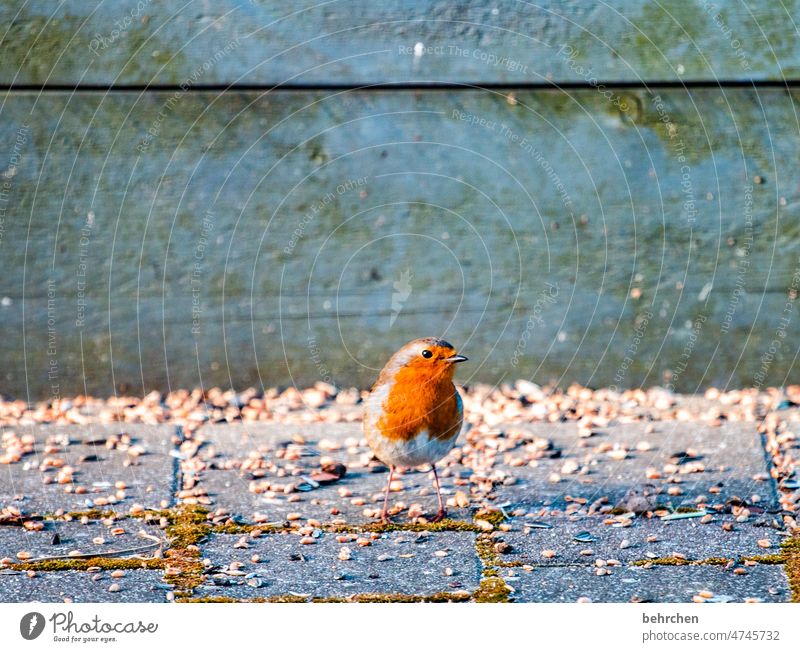 observantly Ornithology animal world Close-up songbird Summer Spring Small Animal protection Beak Wild animal Animal portrait Deserted Songbirds Feather Nature