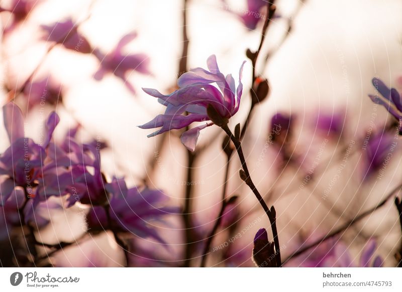 THE LIGHTNESS OF BEING Pink petals Blossom leave Garden pretty Twilight Back-light Sunset Nature Flower blossom Fragrance Summery Delicate Ease Deserted