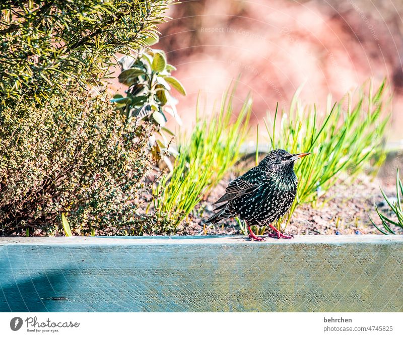 airborne Sage herb bed Herbs and spices Rosemary Animal protection colourful Songbirds Animal portrait Wild animal Nature Feather Beak Colour photo Bird