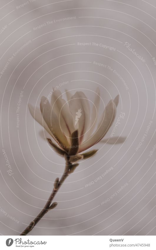 Close up of magnolia flower Magnolia blossom Magnolia tree Spring Blossoming Flower Nature Pink Tree pretty Plant Fragrance Bud naturally Spring fever Garden