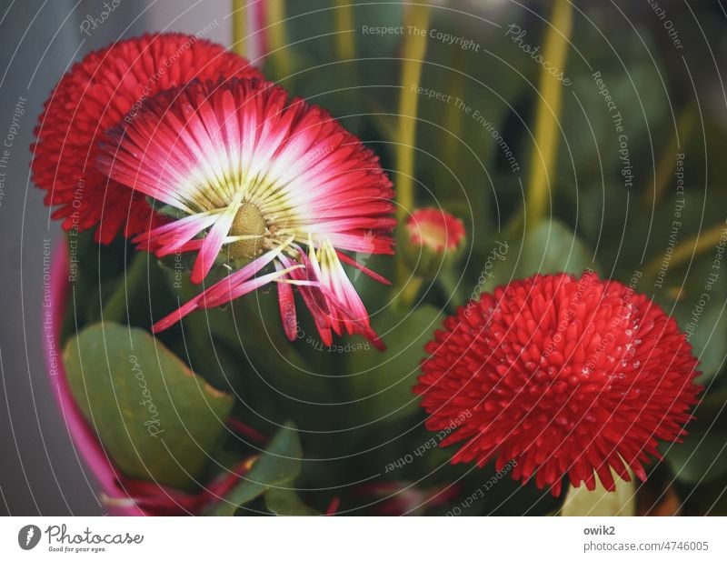 replacement process Bellis perennis Flower Spring Blossom Plant Daisy Red Close-up Colour photo Exterior shot Nature Blossoming Many Thousand Beautiful