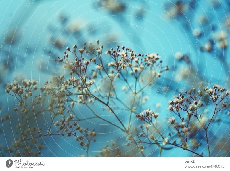 Light and fragile Baby's-breath Structures and shapes Detail Exterior shot Colour photo Shallow depth of field Copy Space top Copy Space bottom Nature Dry