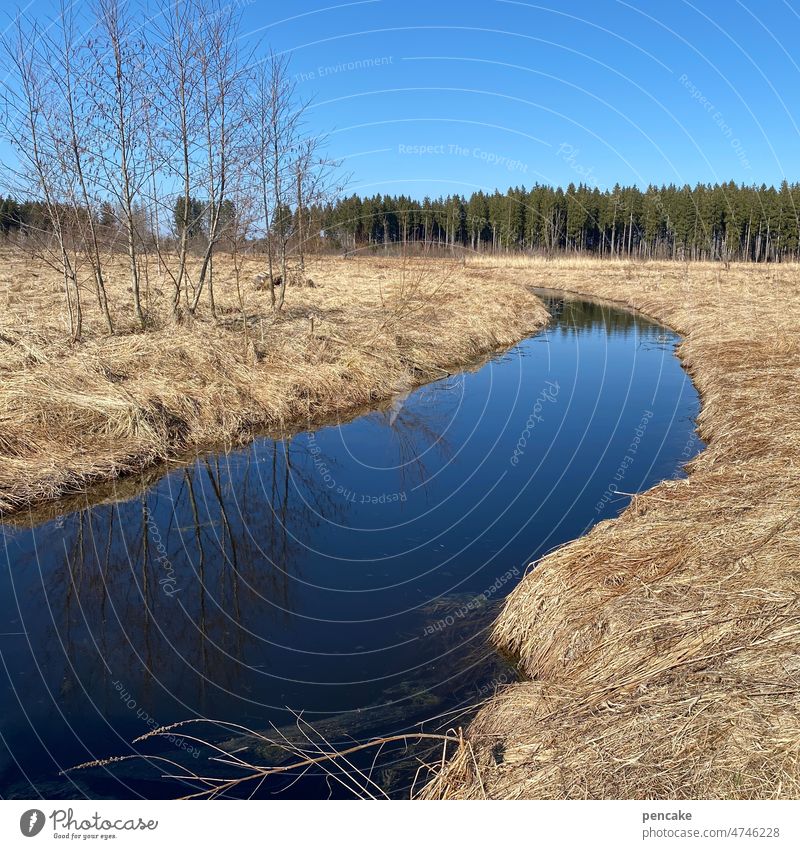 A SPRING FEELING Bog moorland River tingly Landscape Water Calm Marsh Nature reed Yellow Blue Spring Forest trees Grove of trees Nature reserve Environment