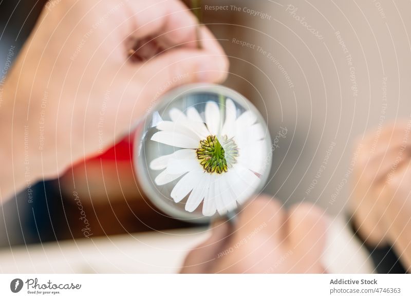 Anonymous person looking at chamomile through magnifying glass examine observe flower explore floral optical botanic hand delicate natural white magnifier light