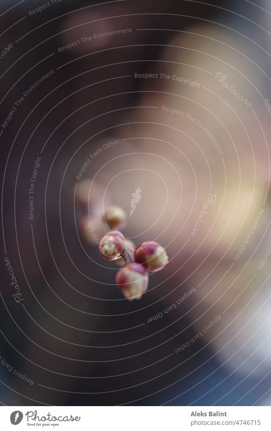 Small buds of the flower of blueberry slowly break open be budding Spring Nature Plant Growth Shallow depth of field Colour photo bokeh Close-up Exterior shot