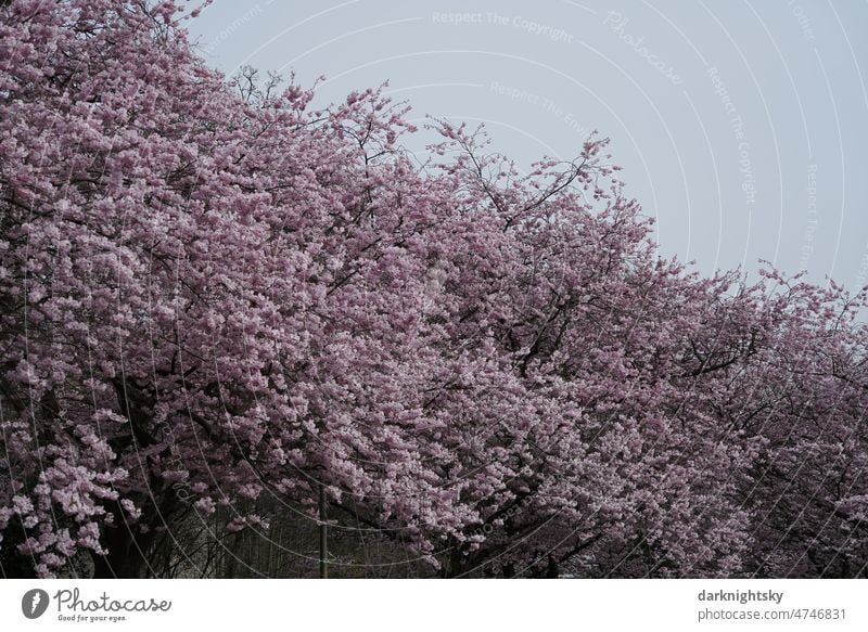 Sakura, cherry blossom in spring, Japanese ornamental cherry Prunus Serrulata Kanzan in an avenue bokeh Plant Floral Branch Flower background naturally