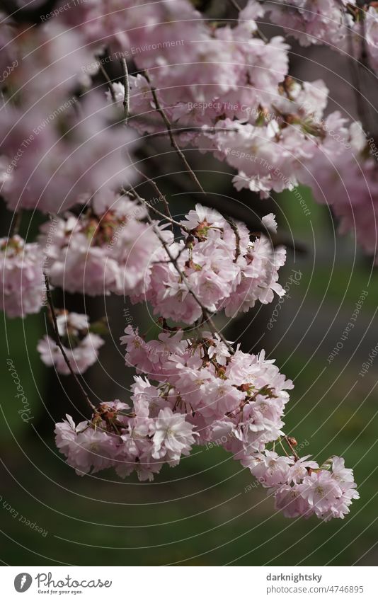 Sakura in detail, cherry blossom in spring, Japanese ornamental cherry Prunus Serrulata Kanzan bokeh Plant Floral Branch Flower background naturally