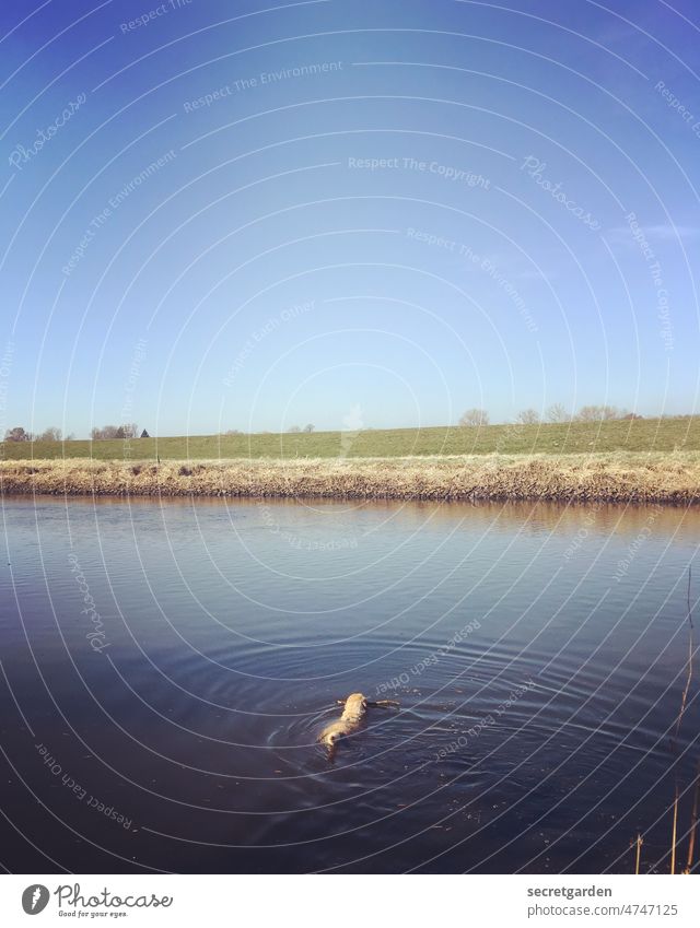 Mo, the intrepid one. Dog Pond River fun Dog's head Swimming & Bathing Summer cooling Wet Water Refreshment Lake bathe Joy Relaxation Summer vacation