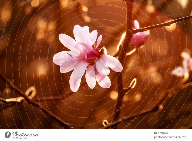 teapot | flower buds star magnolia beautifully Warmth magnolias Spring Summer blurriness Exterior shot Plant Sunlight Close-up Colour photo Deserted Ease