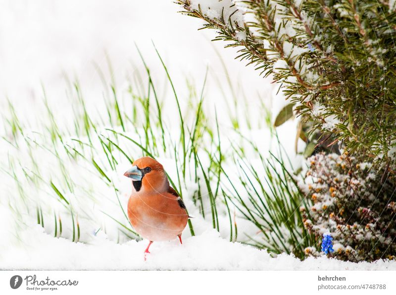 a pithy guy Fabulous Beak snow Feather animal world Cold Snow Animal portrait Wild animal Animal protection Deserted Nature Colour photo Bird Winter Garden