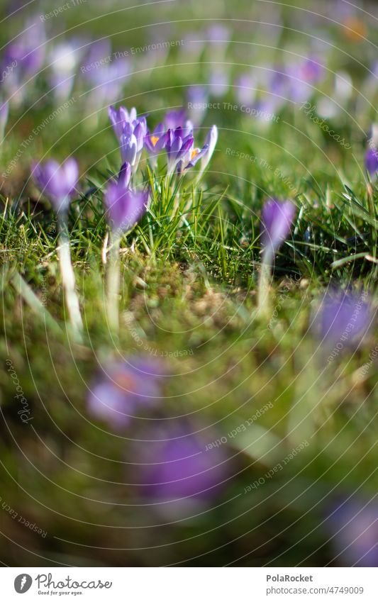 #A0# Crocuses, or crocuses... in any case early bloomers Spring flowering plant Spring fever Spring day Spring colours spring awakening spring garden purple