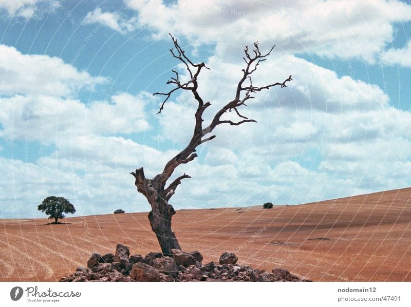 Tree in Andalusia Spain Andalucia Field Cornfield Individual Dry Meadow Clouds Grief Exterior shot Grain Canoe Loneliness Nature out Desert Death Americas