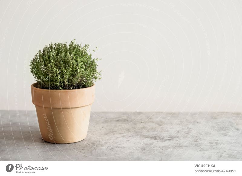 Potted thyme in terra cotta pot on table at white wall background kitchen herbs potted front view growing growth green mediterranean gardening spice cooking