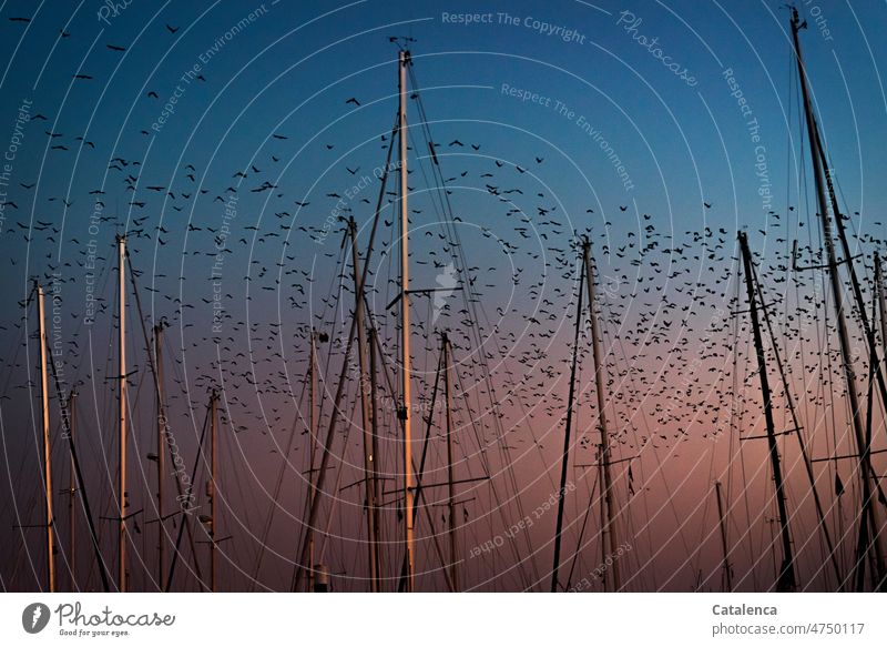 A flock of starlings flies over the marina in the evening sky Environment daylight Climate Day Weather Sky evening light Twilight Beautiful weather birds