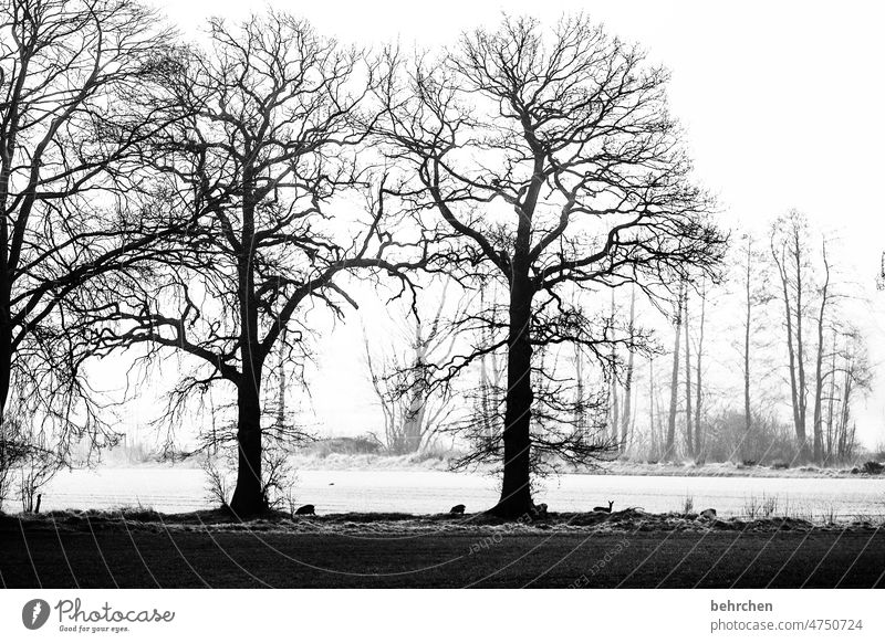 hide(t) | and still discovered Dark Bright Light Shadow Deer Black & white photo pretty Dreamily idyllically Winter mood Home country Fabulous Winter forest