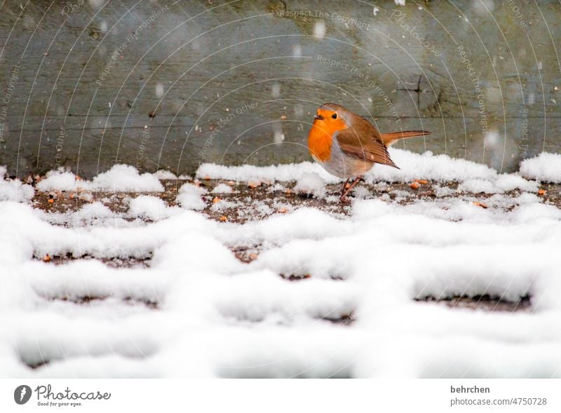 small cooling Ornithology Robin redbreast Environment birds Feeding Cute pretty Seasons Winter Garden To feed Love of animals Exterior shot Bird Animal