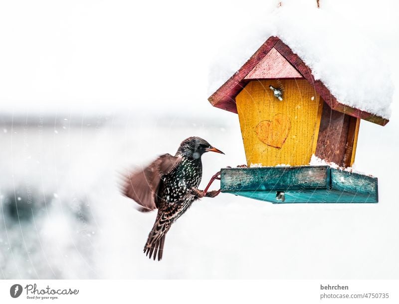 fluttering imprisonment Exterior shot Winter Colour photo To feed Feeding Animal Bird Seasons Nature Garden bird house birds Love of animals Wild animal Cold