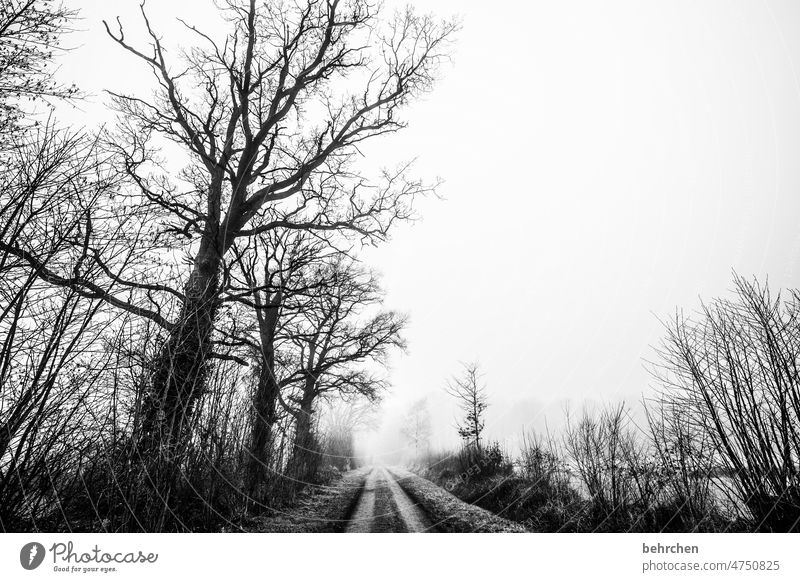 loss dreariness Meadow Field Seasons Tree Fog Mysterious silent trees Weather melancholy melancholically Mystic Deserted Landscape Exterior shot acre Nature