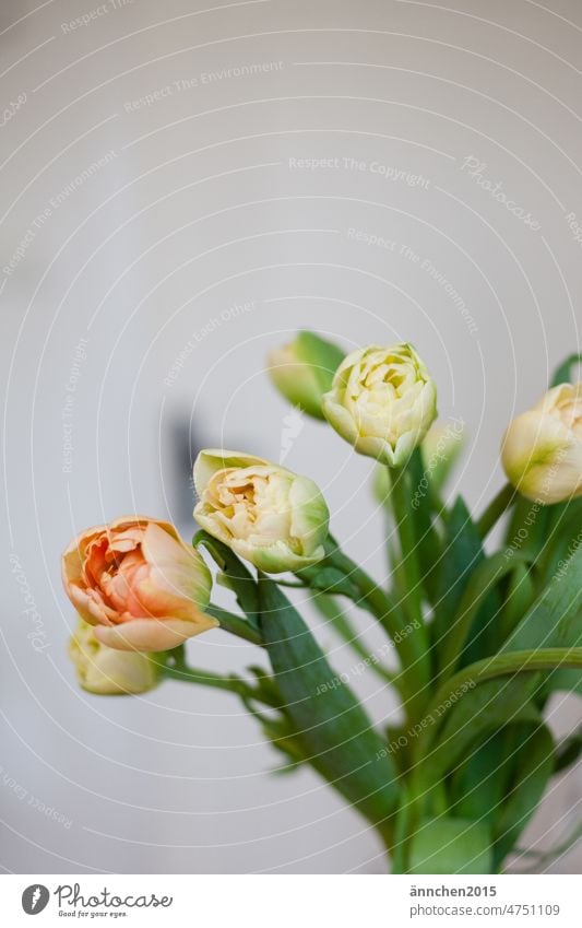 Bright tulips with green leaves and stems stand in vase in bright room Illuminate Nature Colour photo Decoration Interior shot Blossoming Plant Flower Spring