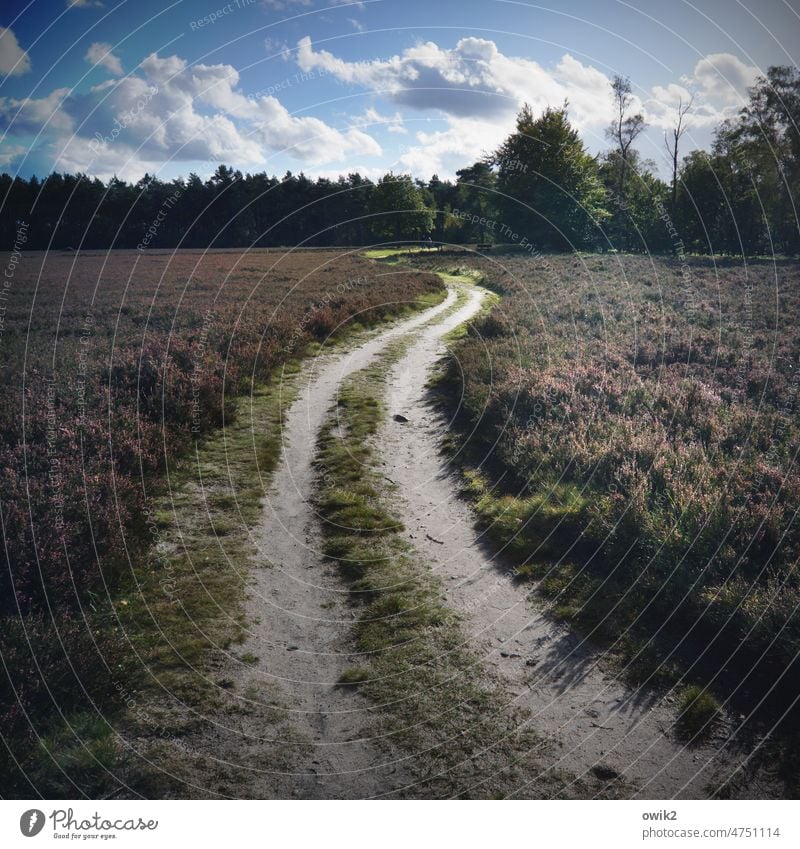 Route Luneburg Heath Nature reserve sand heath Juniper Wild plant Heather family Bushes Beautiful weather Horizon Autumn Mountain heather Far-off places Idyll