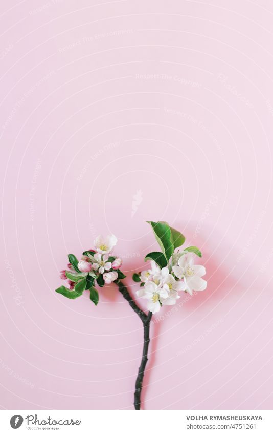 Small sprig of apple tree with white flowers on pink background with copy space. Creative greeting card. Flat lay, top view petal april floral nature beautiful