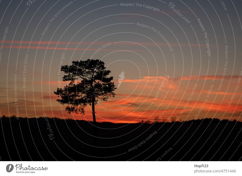 Landscape at sunset Nature Sunlight Lanes & trails off Exterior shot Deserted Colour photo Tree Forest Street Light Calm Shadow Seasons Evening Sunset Autumn