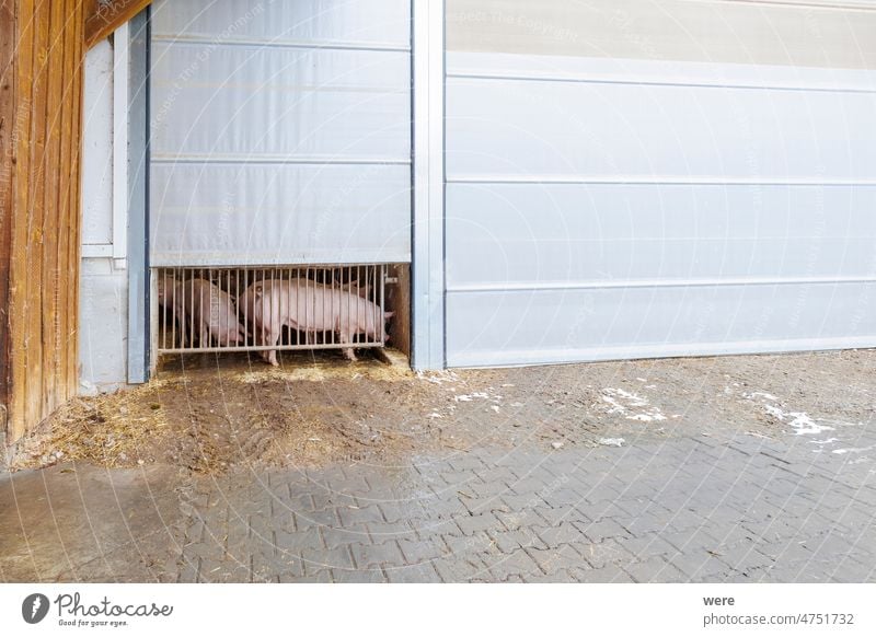 Pigs on modern farm behind half open barn door Barn CO² neutrality Farm animal Schnitzel Steak animal housing animal welfare climate protection cook vegetarian