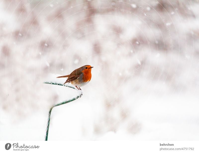 robin and snowflake Robin redbreast Environment birds Cute Garden Winter Seasons pretty Love of animals Exterior shot Bird Animal Colour photo Nature Songbirds