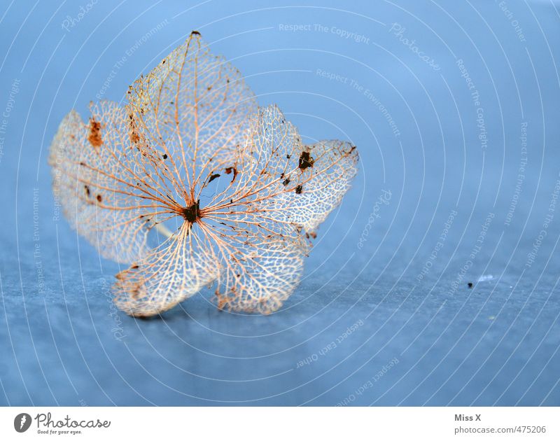 skeleton Flower Blossom Faded To dry up Dry Death Transience Rachis Skeleton Hydrangea blossom Blossom leave Withered Delicate Colour photo Multicoloured