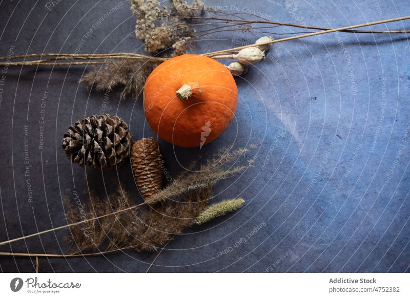 Pumpkin near dried sprigs and cones pumpkin twig autumn coniferous table food ripe organic season plant natural fresh rustic vegetable composition harvest flora