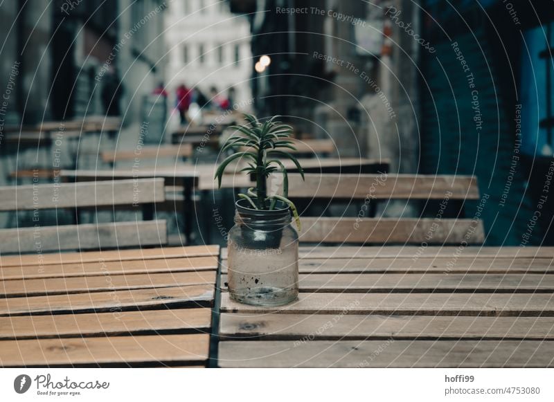 the lonely plant hangs in the air Plant Flower Table decoration outside gastronomy Gastronomy Old town Sadness Loneliness dreariness Café Empty Restaurant