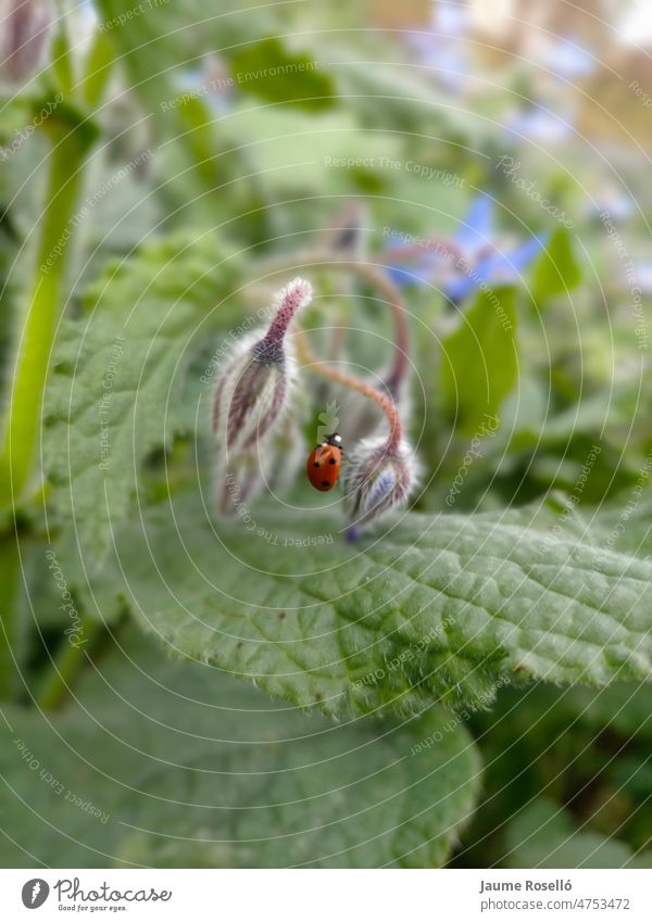 una Coccinellidae (mariquita) trepando por una flor cerrada de Borago officinalis (borraja) biology eco harmony vibrant violet wildlife insect ladybird petals