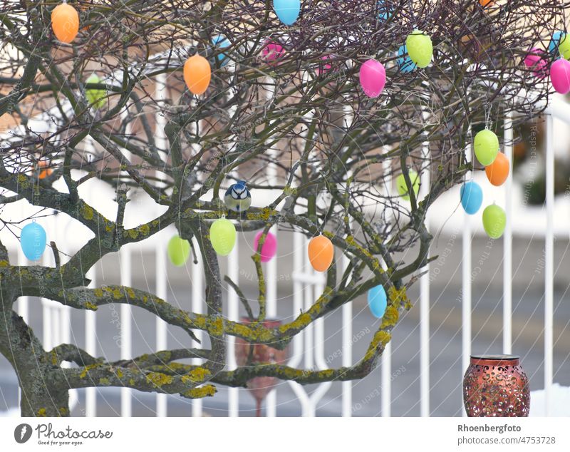 A little blue tit enjoys the many colorful Easter eggs in my front garden Tit mouse Bird Egg variegated colored pastel Cyanistes caeruleus petrel Green Pink