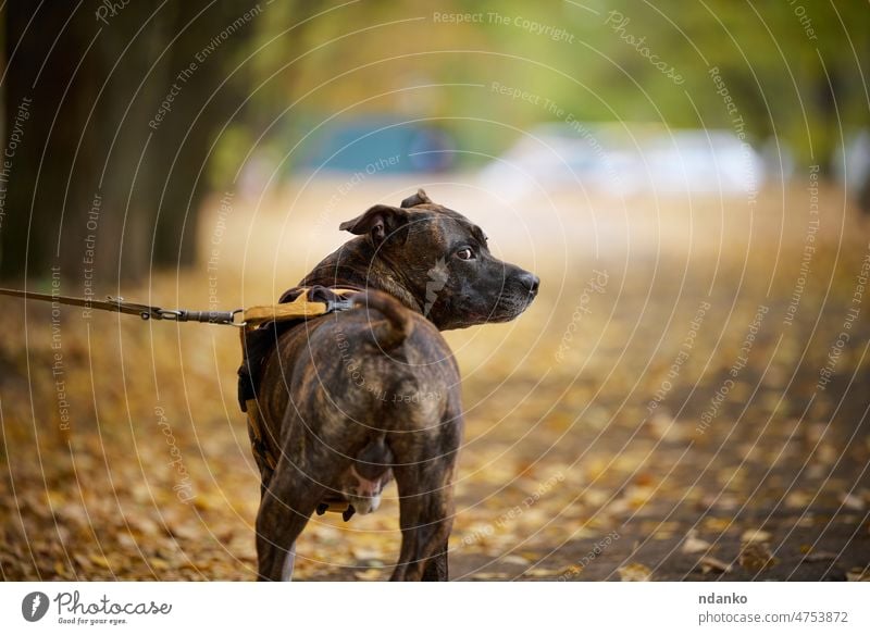 American Pit Bull Terrier dog on a leash stands in the autumn adorable american animal breed brown bull canine cute dangerous day domestic friend friendly green