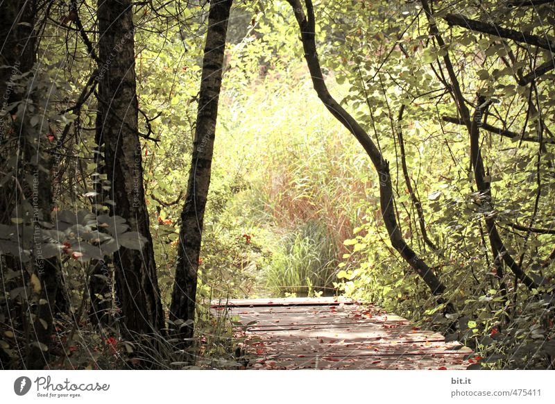 Bridge to the light Vacation & Travel Tourism Trip Environment Nature Landscape Plant Beautiful weather Foliage plant Park Forest Pond Lake Green Loneliness