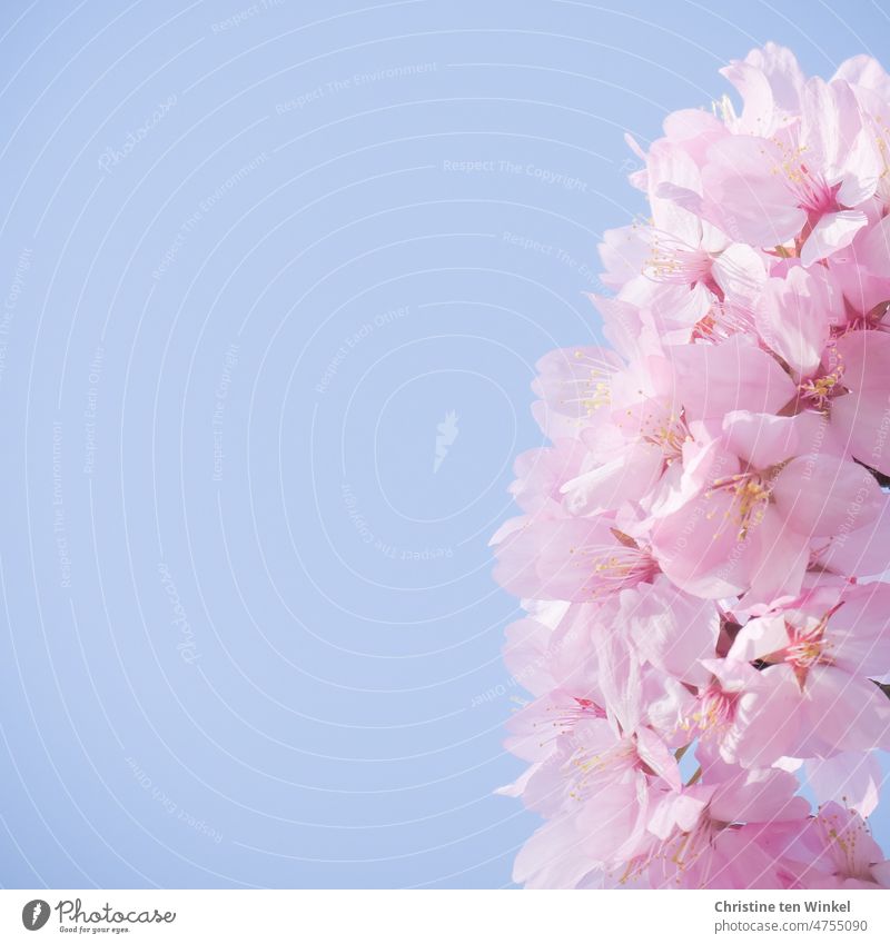 pink blossoms of ornamental cherry against light blue sky Flourishing Pink Blossom Spring fever Plant Nature Garden Park naturally pretty Blossoming