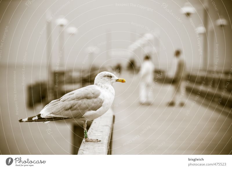 Seagull III Beach Baltic Sea Ocean Bansin Federal eagle Europe Sea bridge Bird 1 Animal Looking Sit Brown Gray Usedom Colour photo Subdued colour Exterior shot