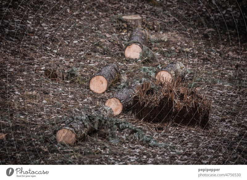 felled tree in forest cut down tree Tree Nature Forest Bark-beetle Climate change Forest death Environment Forestry Wood Tree trunk Log Logging Timber