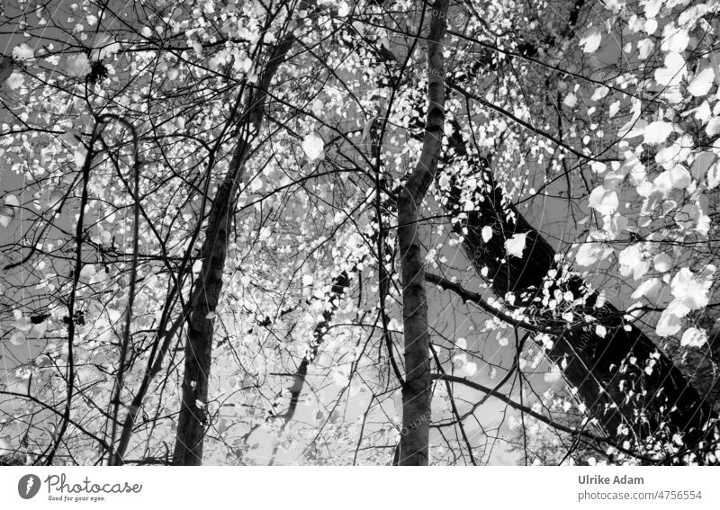 Enlightenment - leaves on the tree shine nostalgically trees Black Light and shadow Structures and shapes Exterior shot Silhouette Contrast Shadow play Sunlight