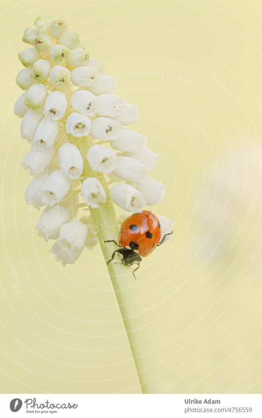 Spring - ladybug on white grape hyacinth Neutral Background Isolated Image Macro (Extreme close-up) Detail Close-up Spring fever Garden Muscari Blossom Flower