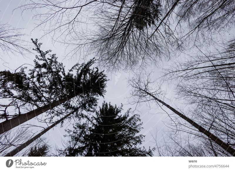 Dark tree tops seen against cloudy sky Background copy space dark forest landscape nature nobody scenery scenic