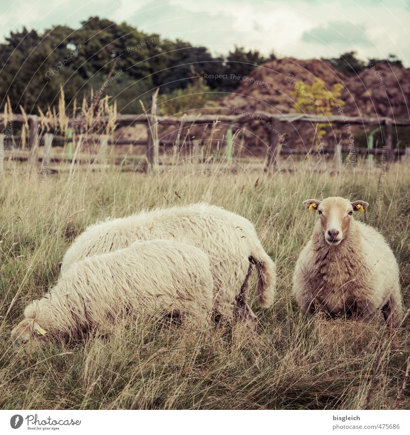 Genuine sheep Food Meat Lamb Animal Pet Sheep 3 To feed Looking Stand Brown Green Colour photo Exterior shot Deserted Day Looking into the camera