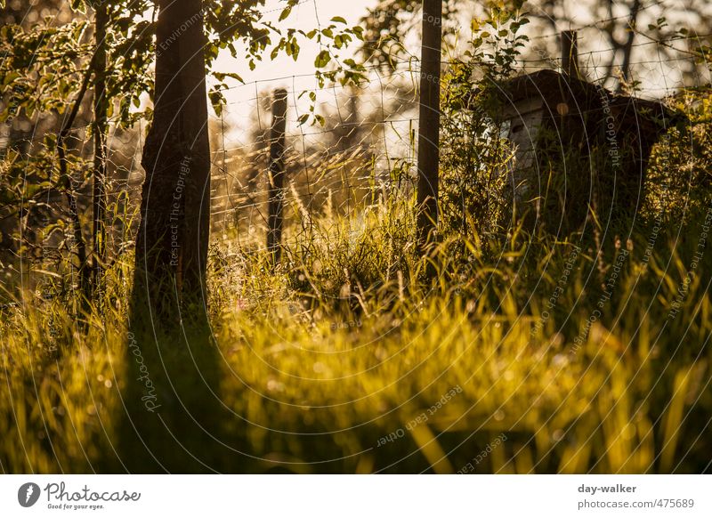 Let there be spring ... Nature Landscape Sky Spring Beautiful weather Plant Tree Grass Bushes Meadow Forest Brown Yellow Green White Colour photo Exterior shot