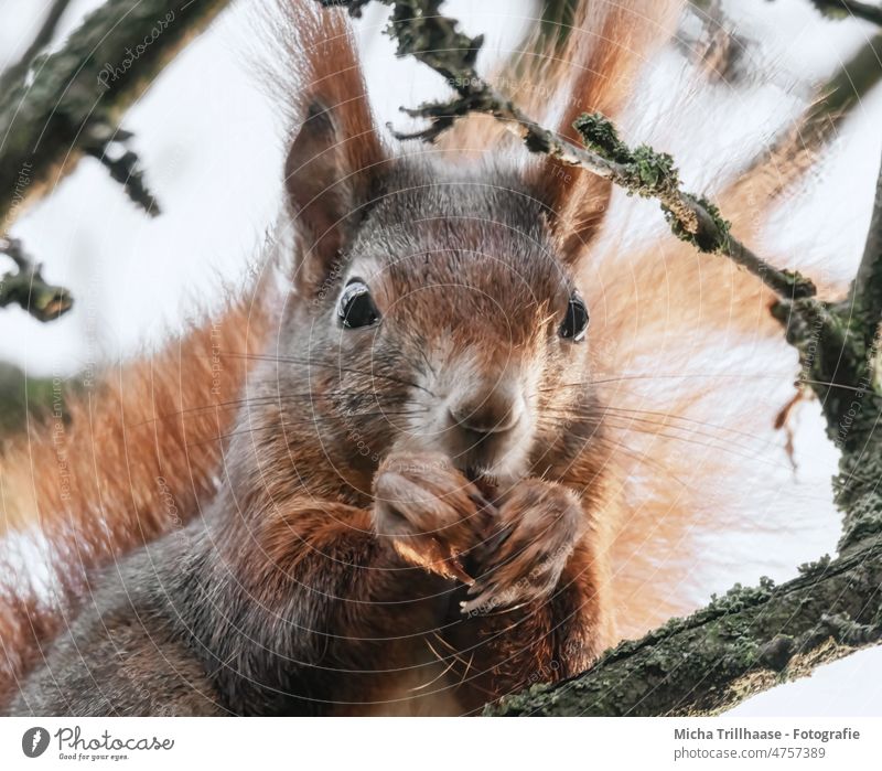 Eating squirrel in a tree Squirrel sciurus vulgaris Animal face Head Eyes Nose Ear Paw Claw Pelt Wild animal To feed To hold on Near Cute Tree